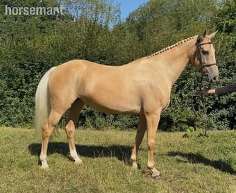 "Palamino " Palomino Mare All Rounder