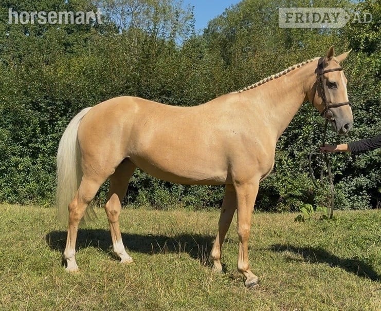 "Palamino " Palomino Mare All Rounder in Kent Street