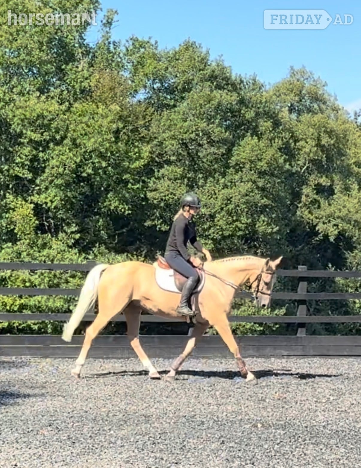 "Palamino " Palomino Mare All Rounder