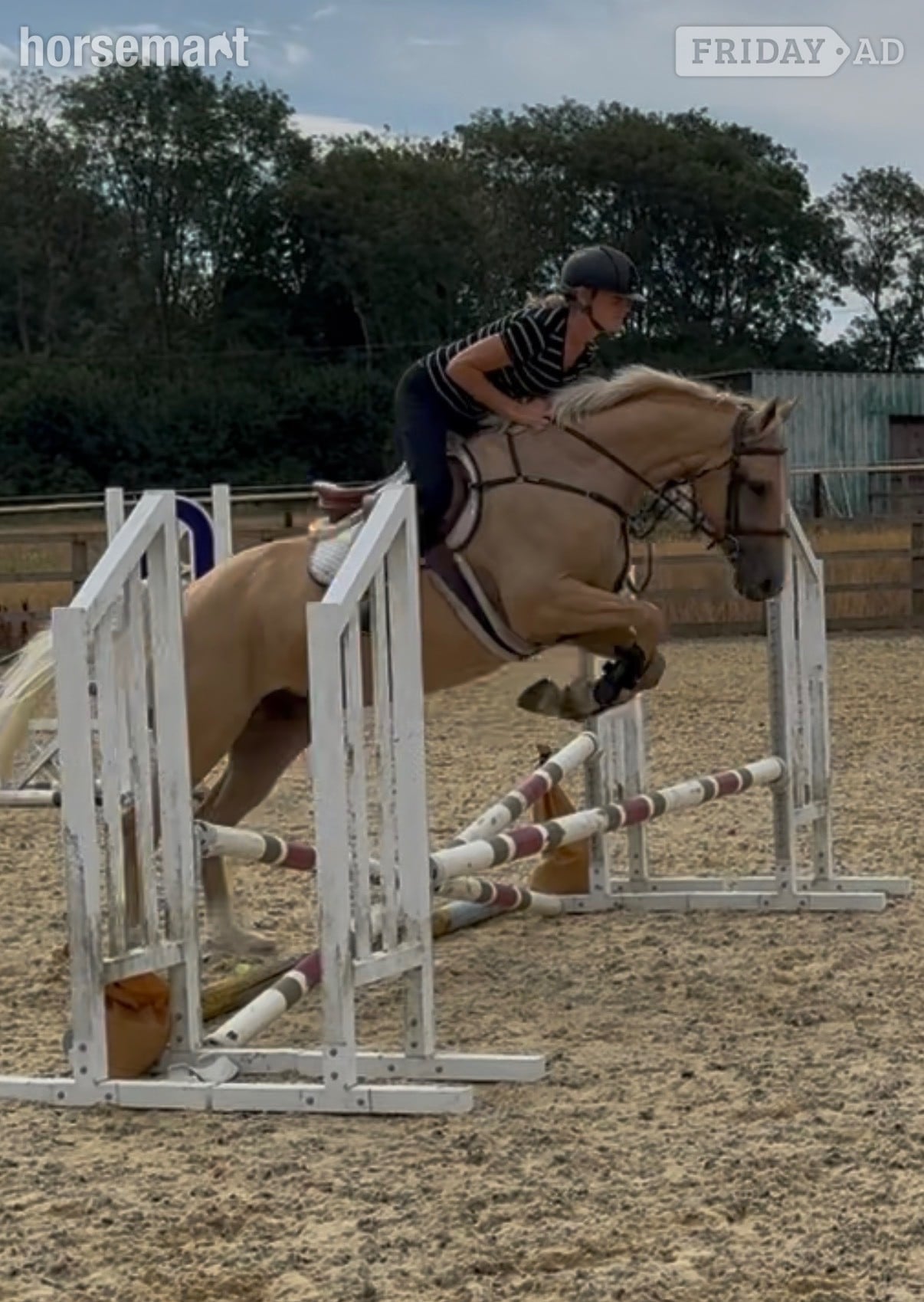 Kent Street "Palamino " Palomino Mare All Rounder