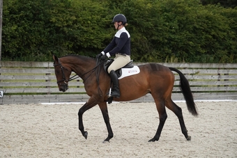 "late Night Drama" Brown Mare Ex Racehorse