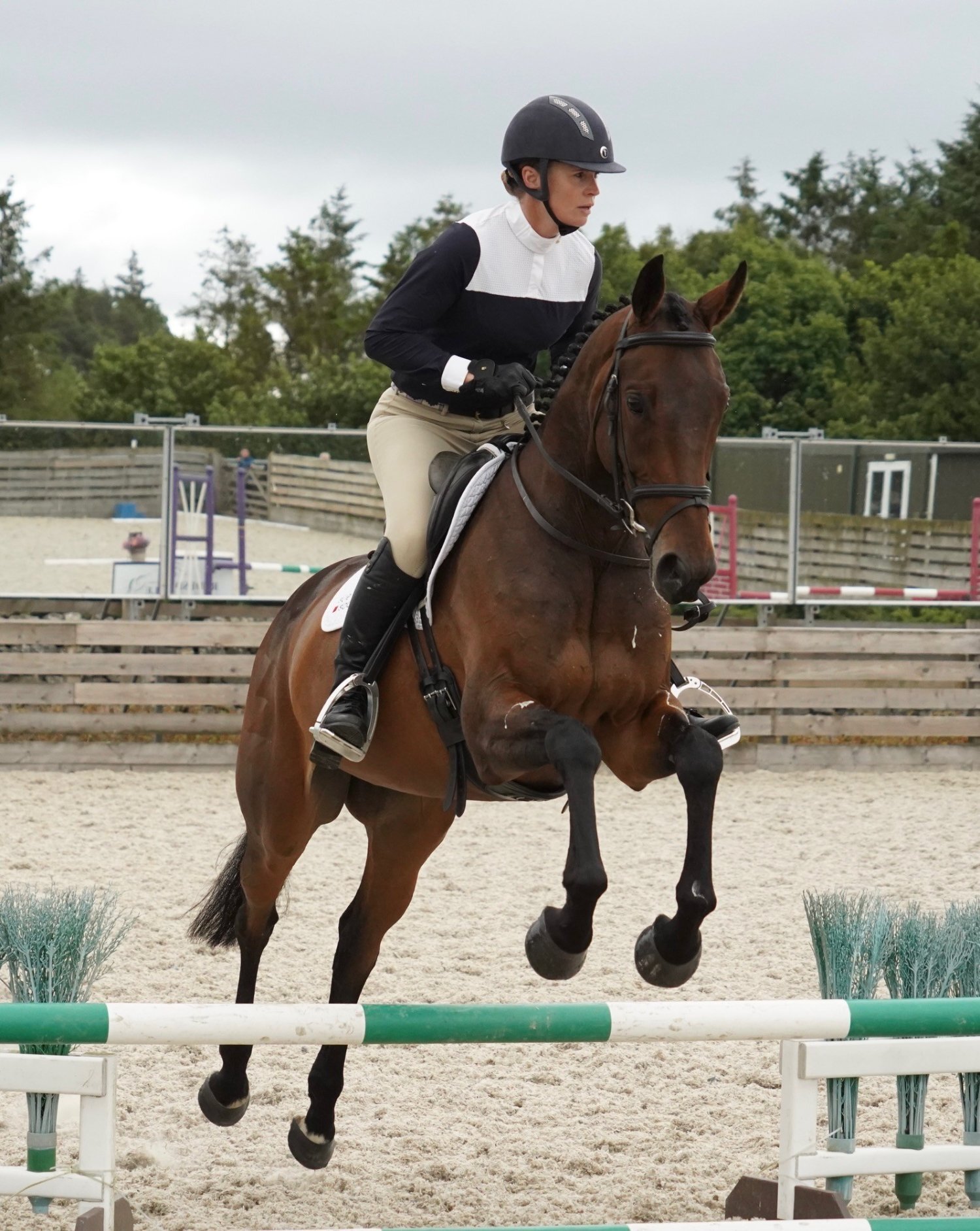 "late Night Drama" Brown Mare Ex Racehorse