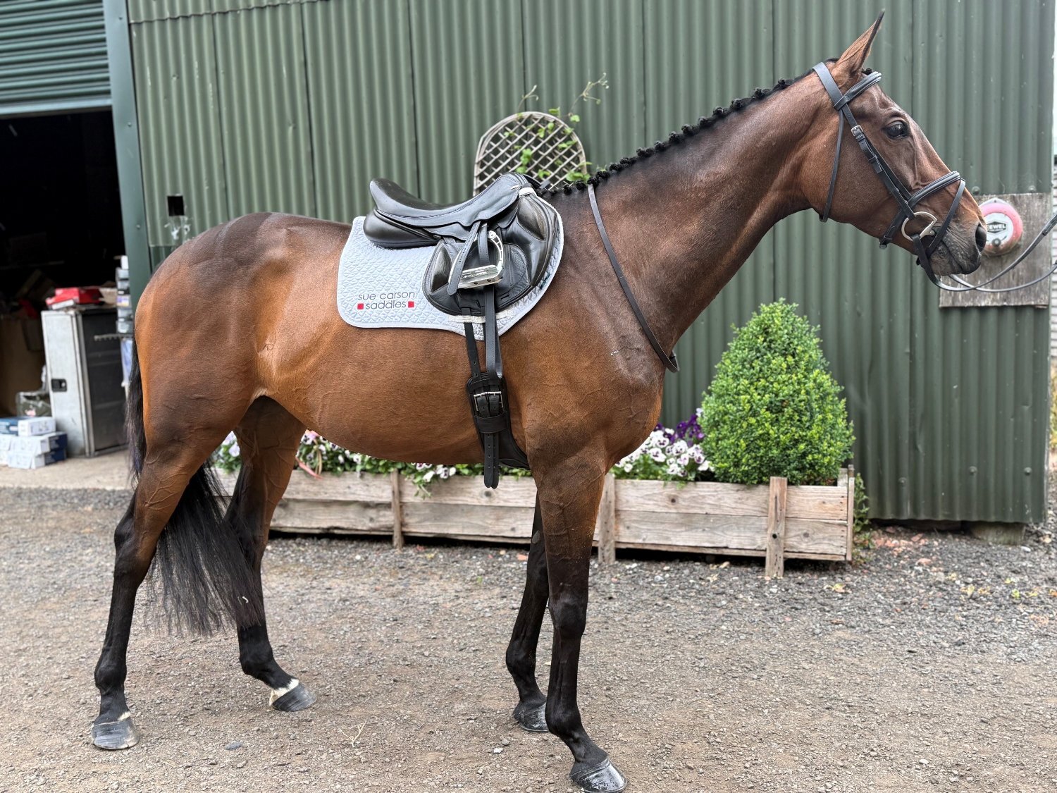 Otterburn "late Night Drama" Brown Mare Ex Racehorse