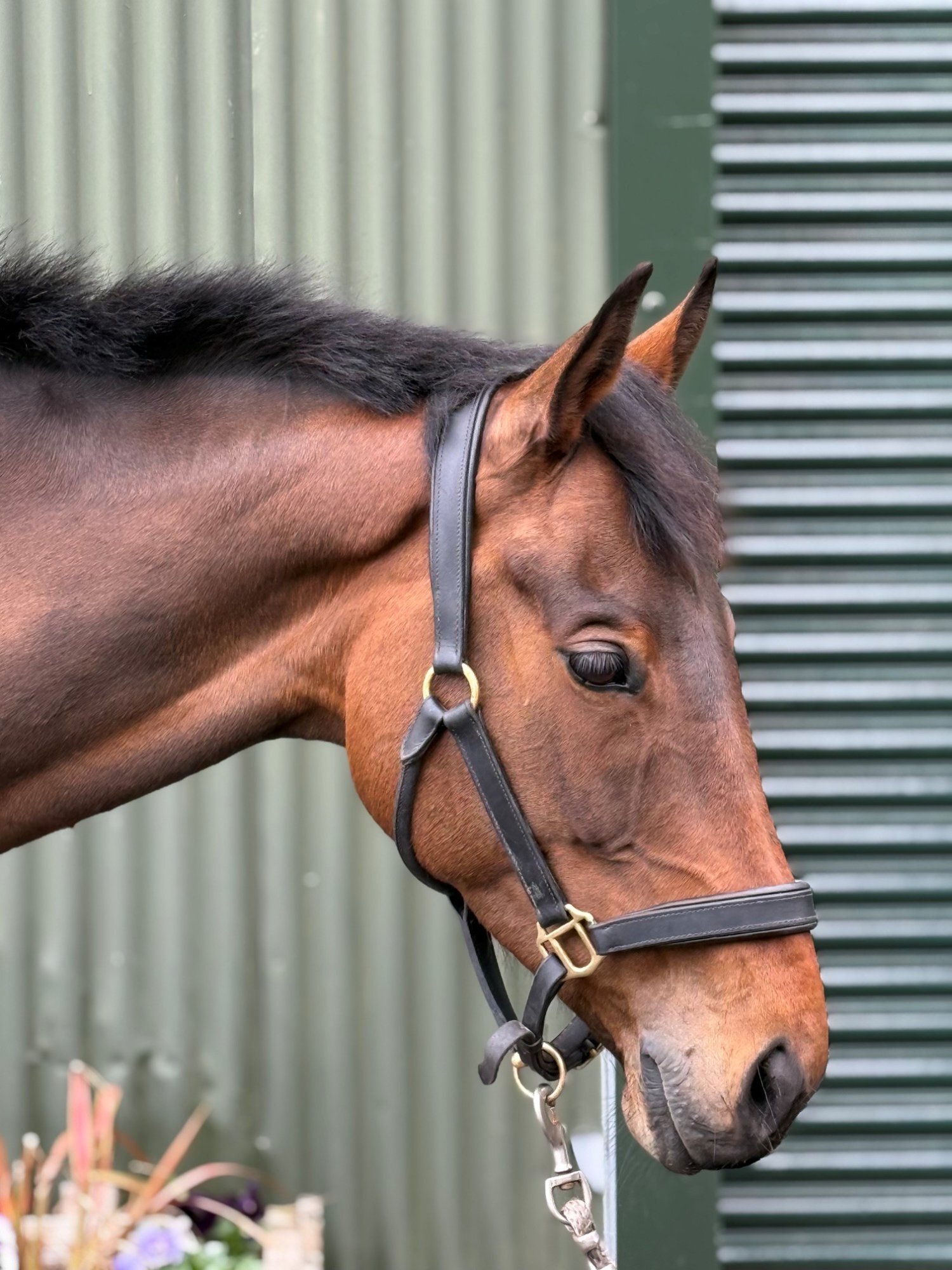 "late Night Drama" Brown Mare Ex Racehorse - Horses in Otterburn