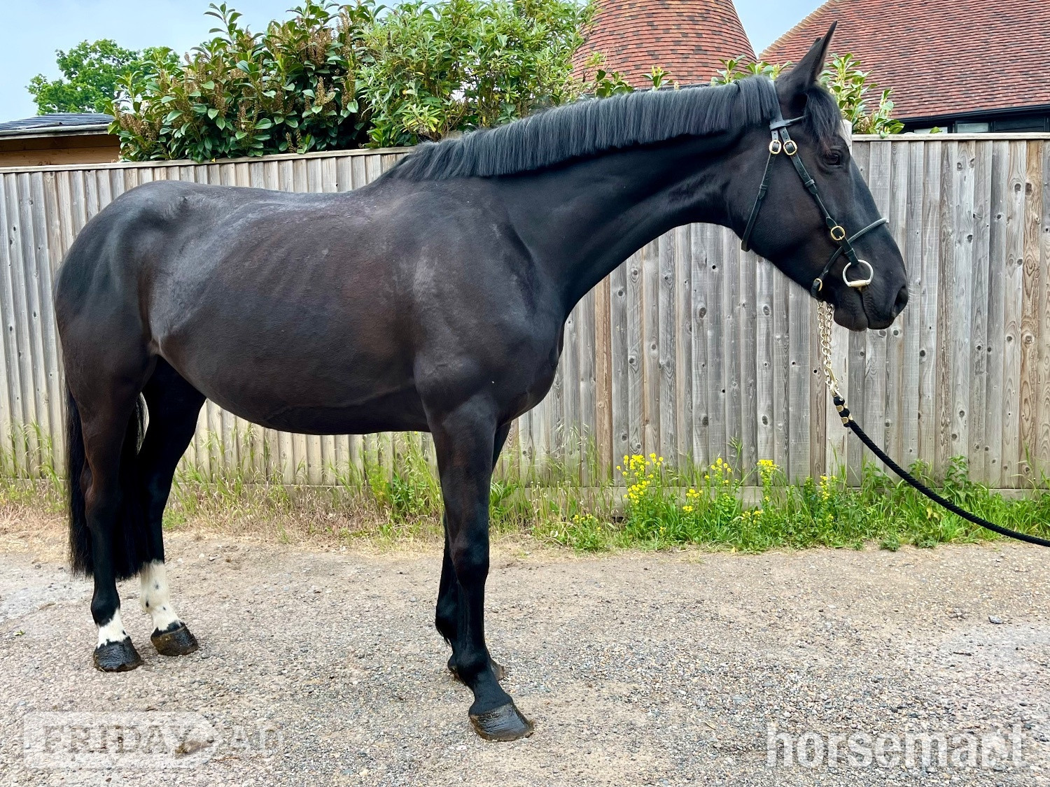 "Echo" Black Mare All Rounder - Horses