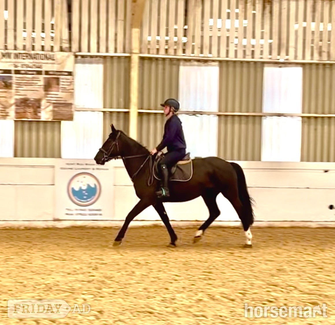 "Echo" Black Mare All Rounder