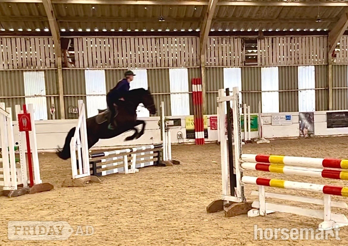 "Echo" Black Mare All Rounder - Horses in Staplehurst