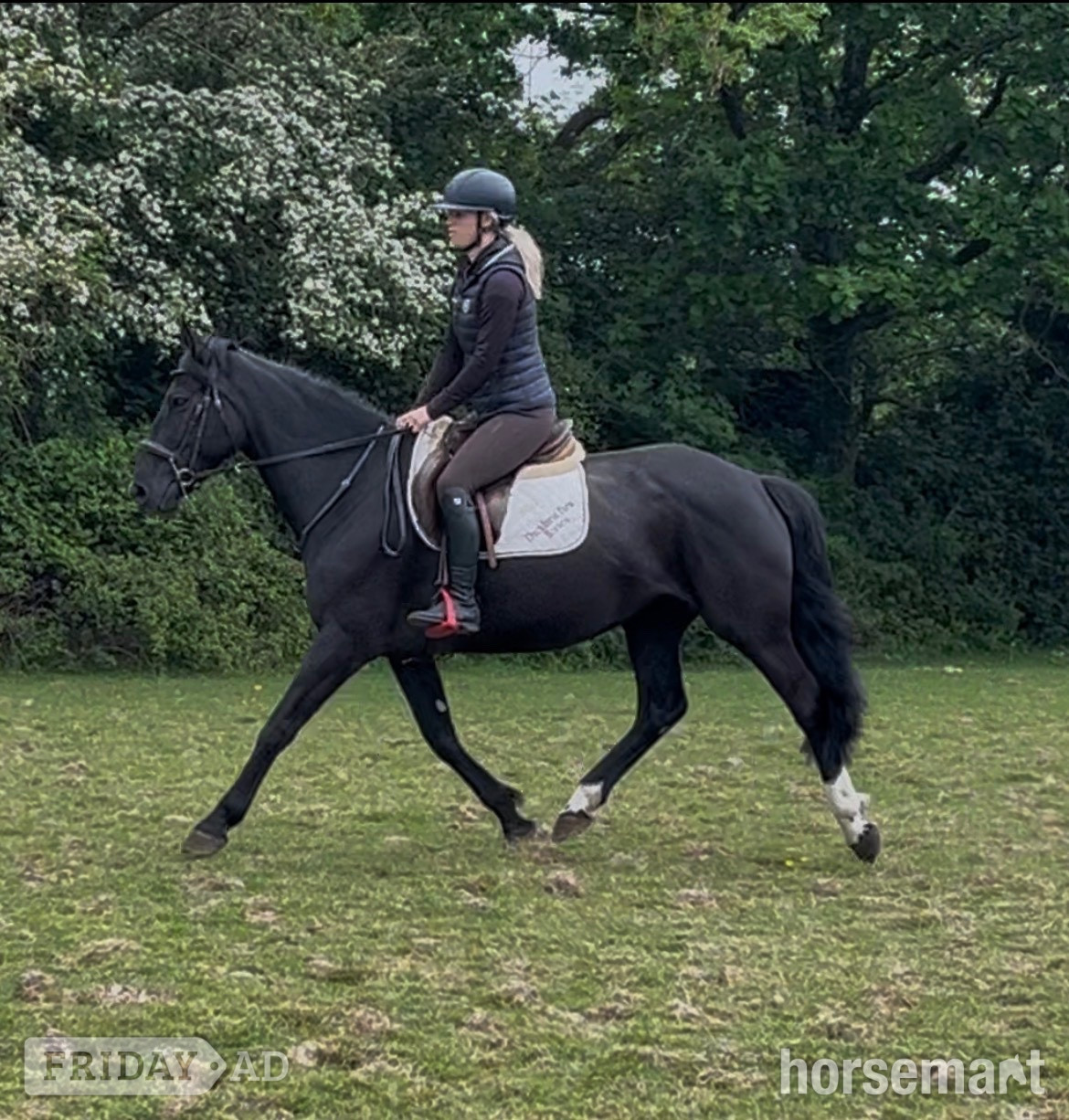 Staplehurst "Echo" Black Mare All Rounder