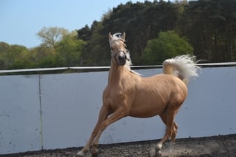 "Harry " Palomino Colt All Rounder