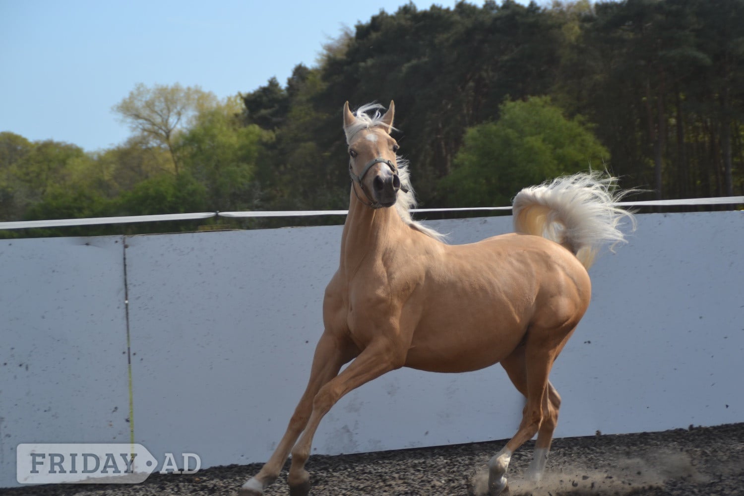 "Harry " Palomino Colt All Rounder in Catsfield Stream