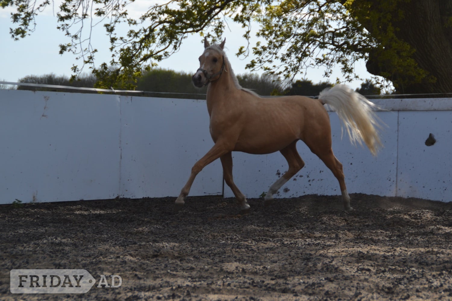 "Harry " Palomino Colt All Rounder