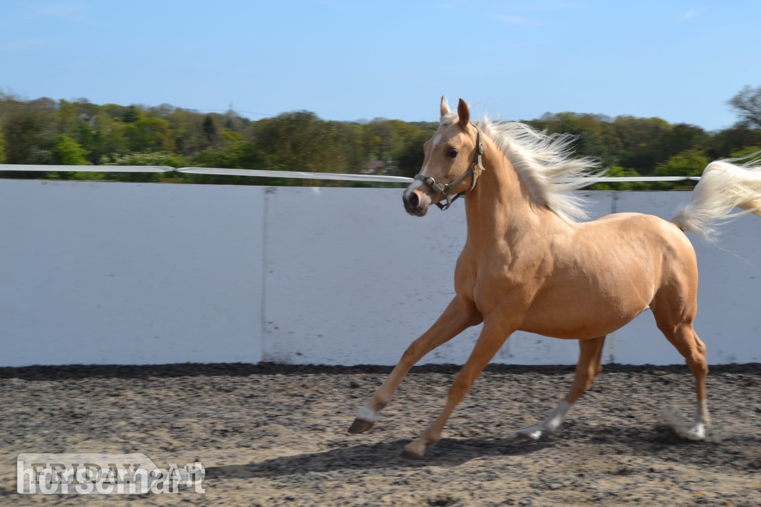 Catsfield Stream "Harry " Palomino Colt All Rounder