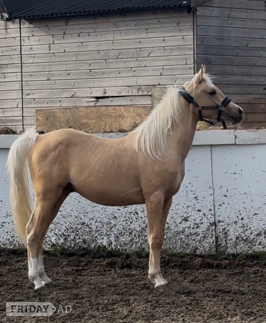 "Harry " Palomino Colt All Rounder - Horses in Catsfield Stream