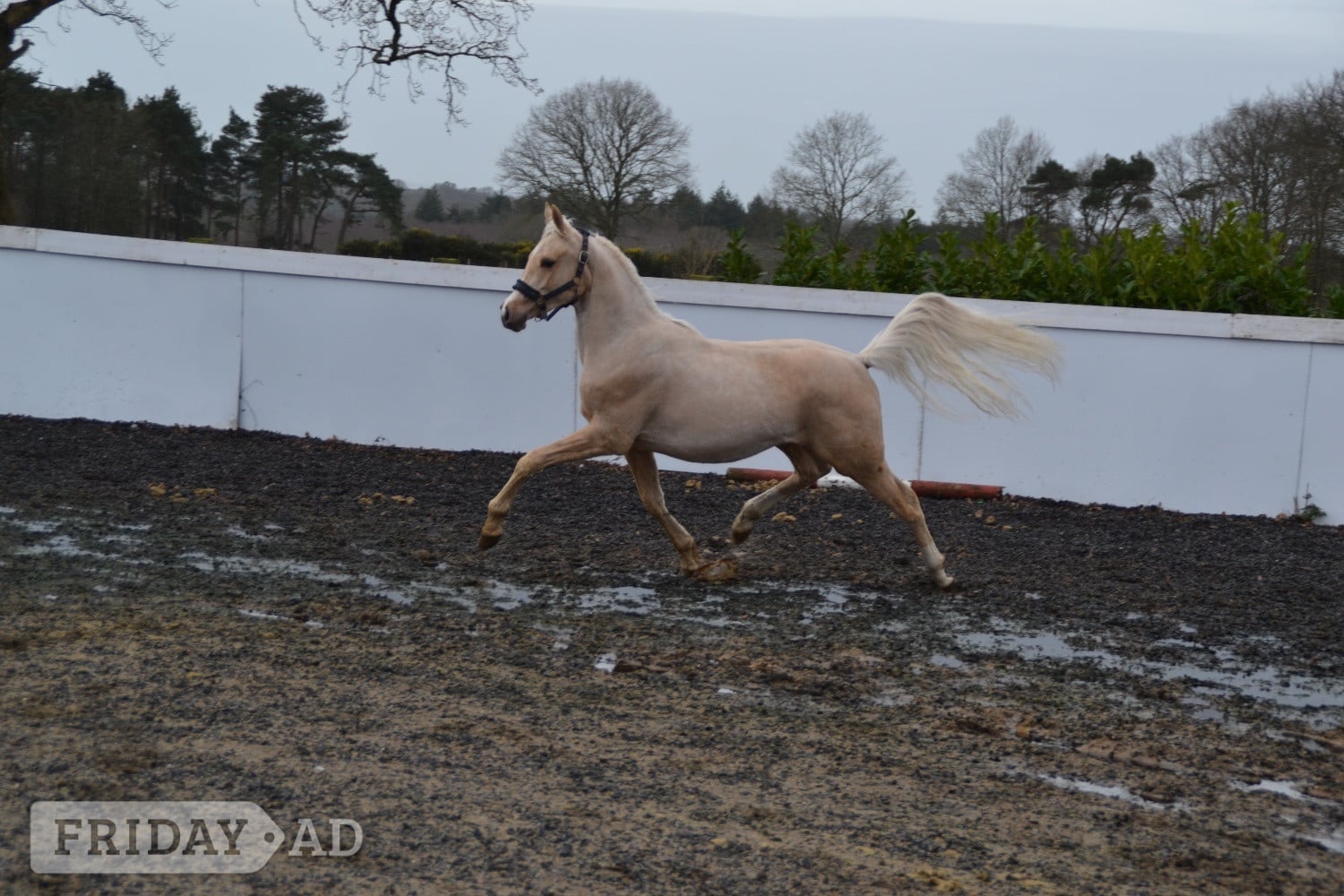 "Harry " Palomino Colt All Rounder - Horses