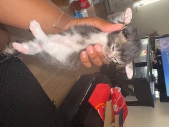 Longhair tabby kittens 