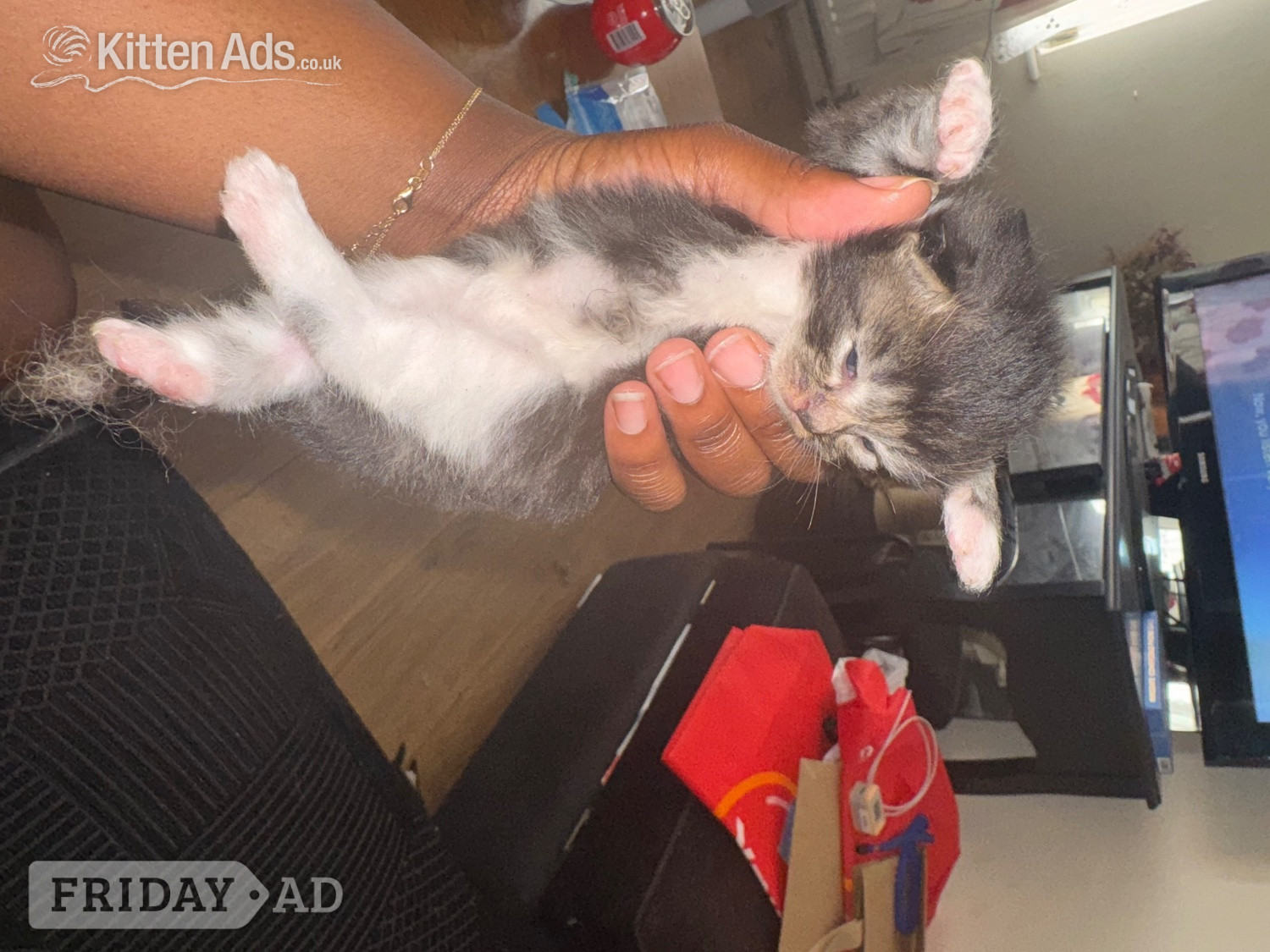 Longhair tabby kittens  in London