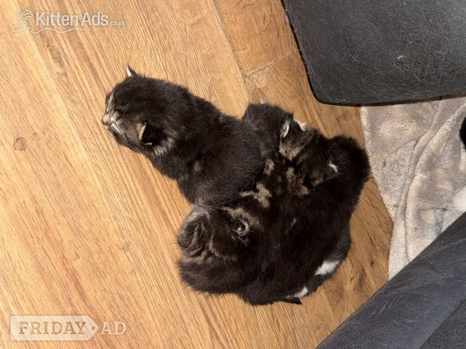 Longhair tabby kittens 