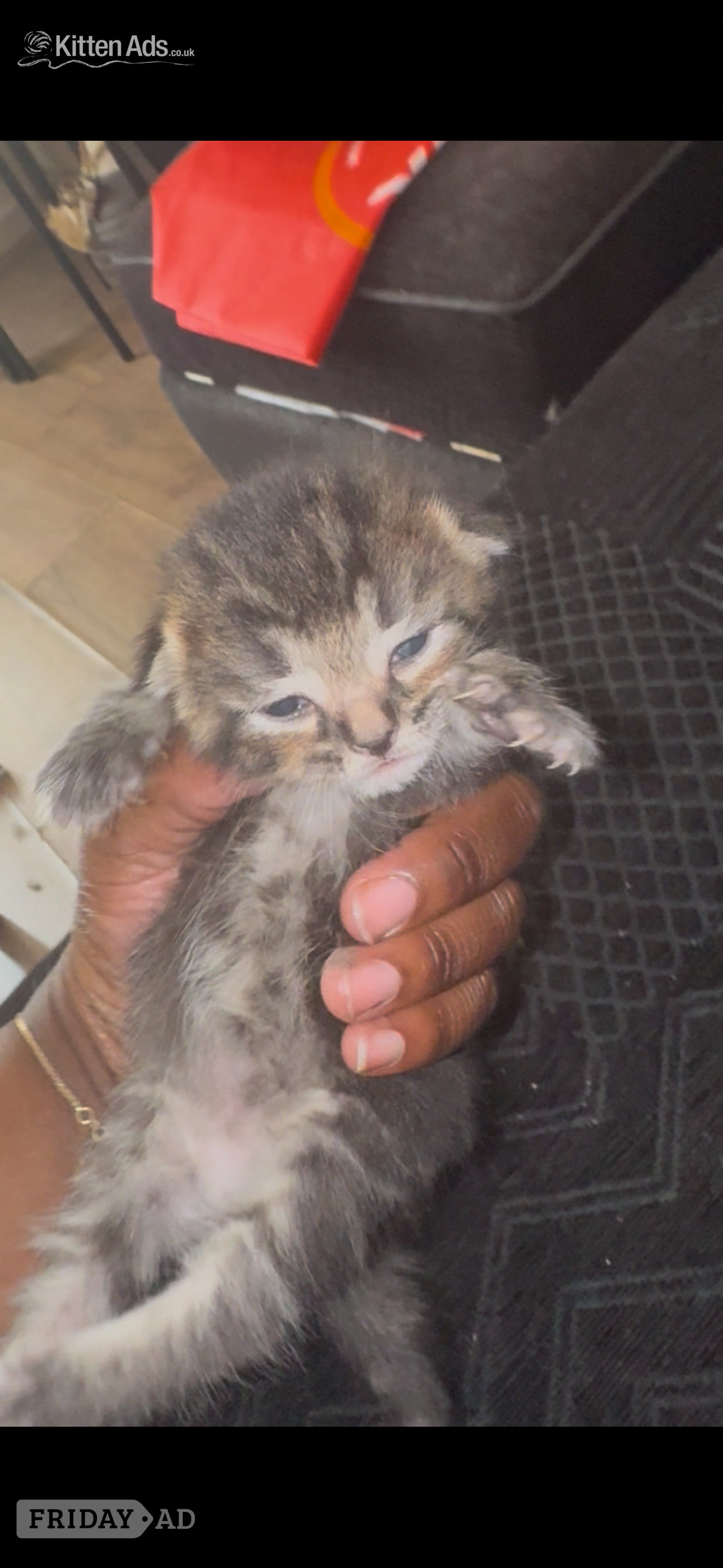 London Longhair tabby kittens 
