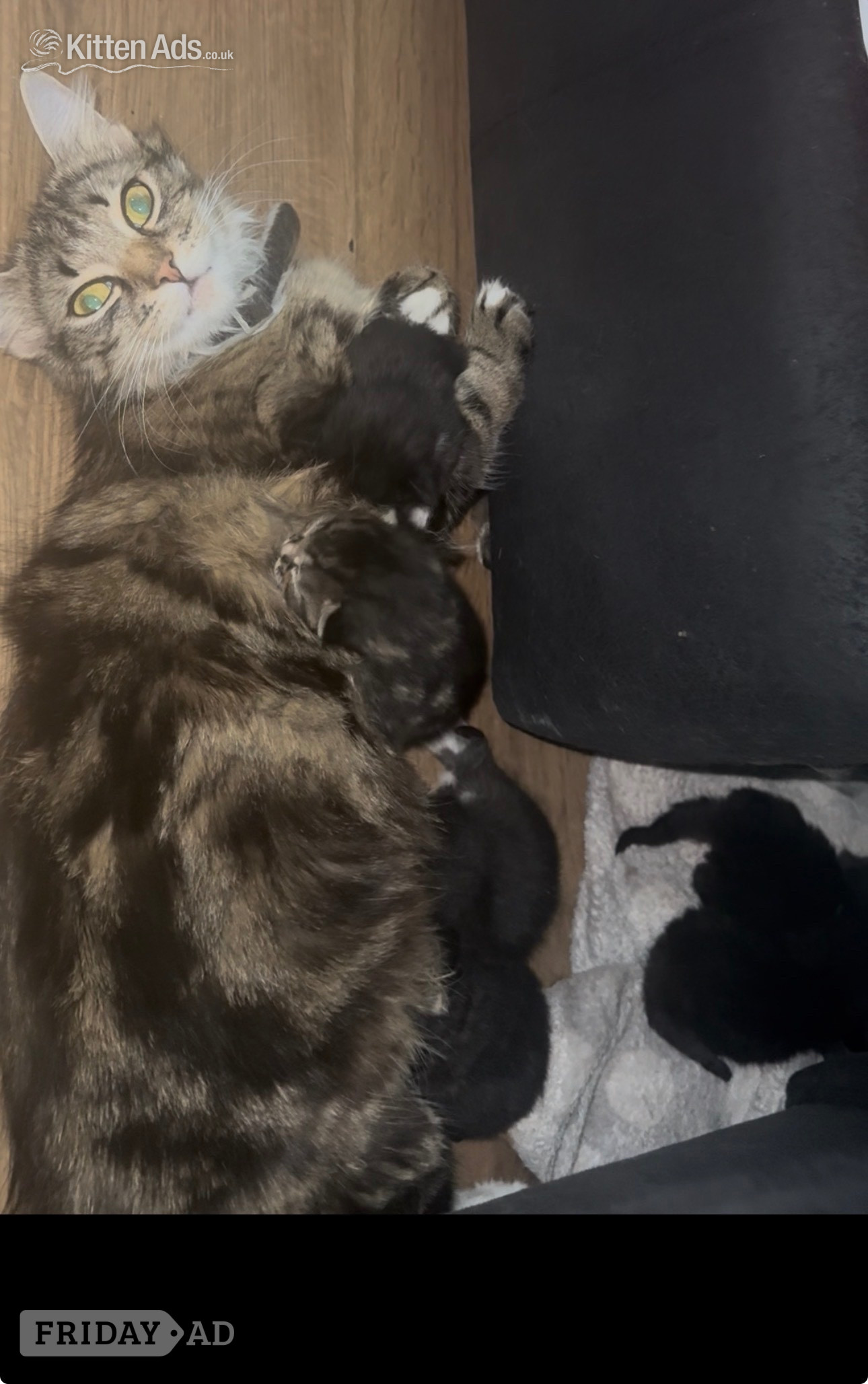 Longhair tabby kittens  - Cats & Kittens in London