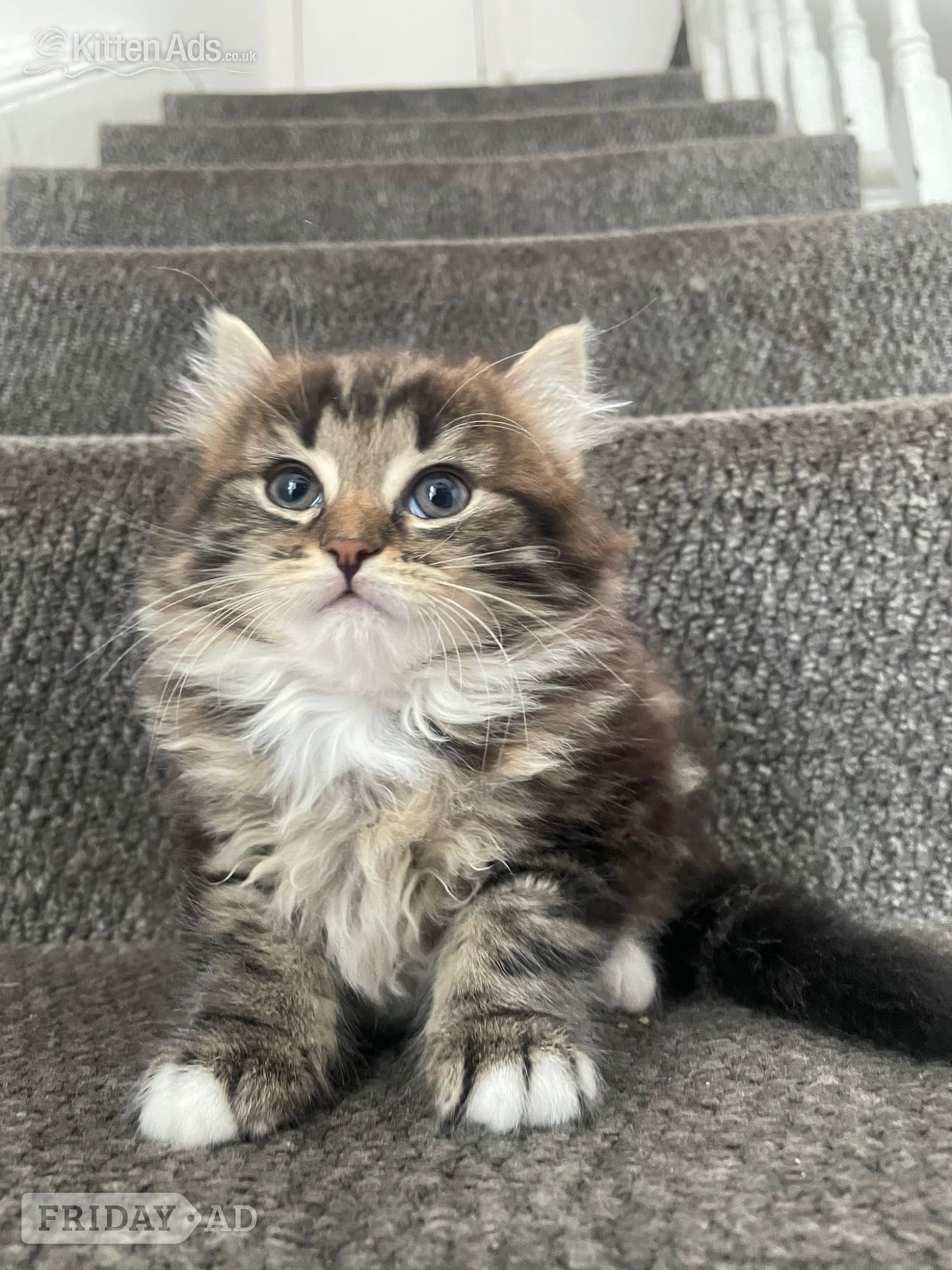 Longhair tabby kittens  - Cats & Kittens