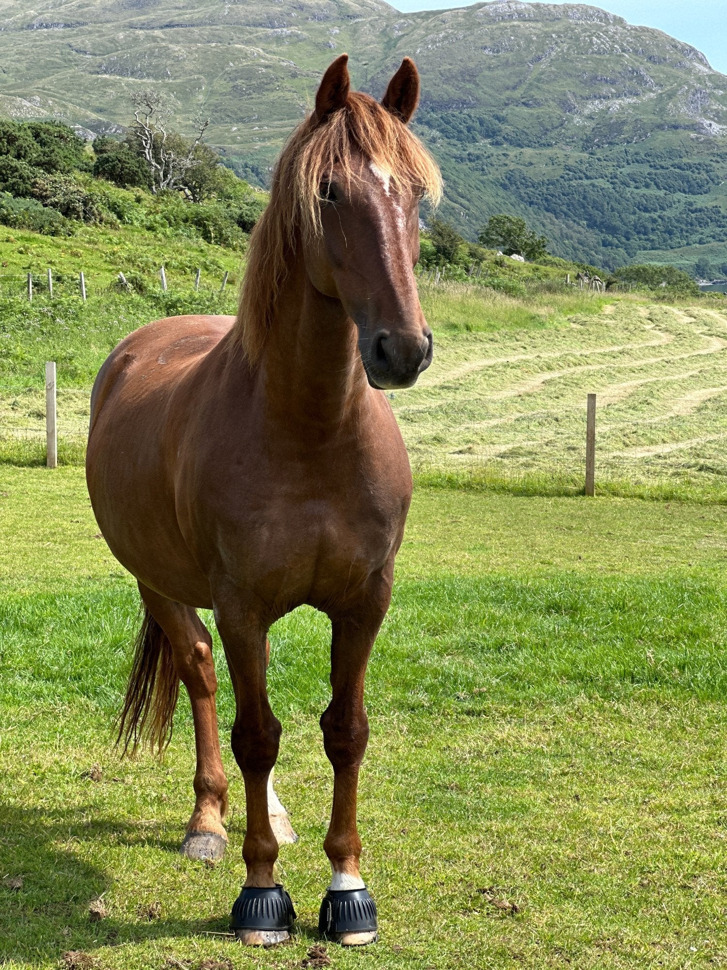 "Endrinus ( Dave )" Chestnut Gelding All Rounder