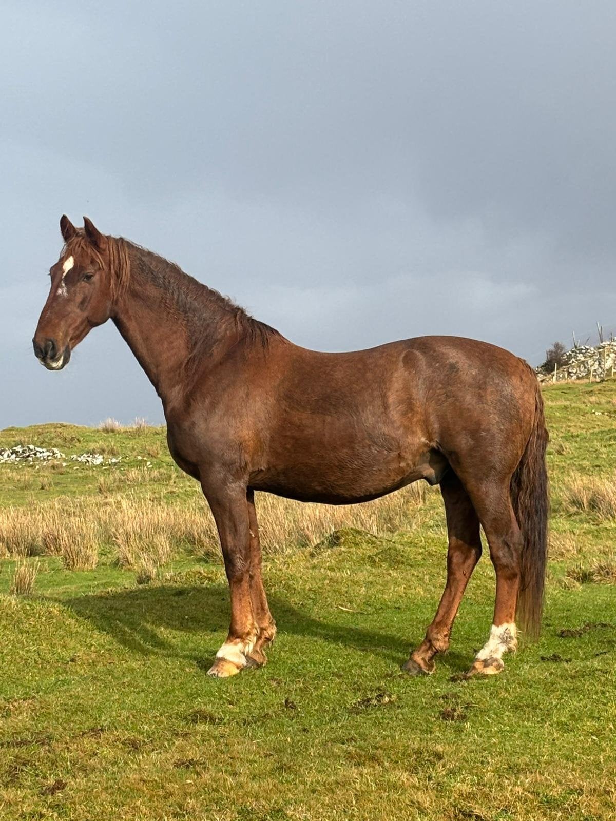 Kilchoan "Endrinus ( Dave )" Chestnut Gelding All Rounder
