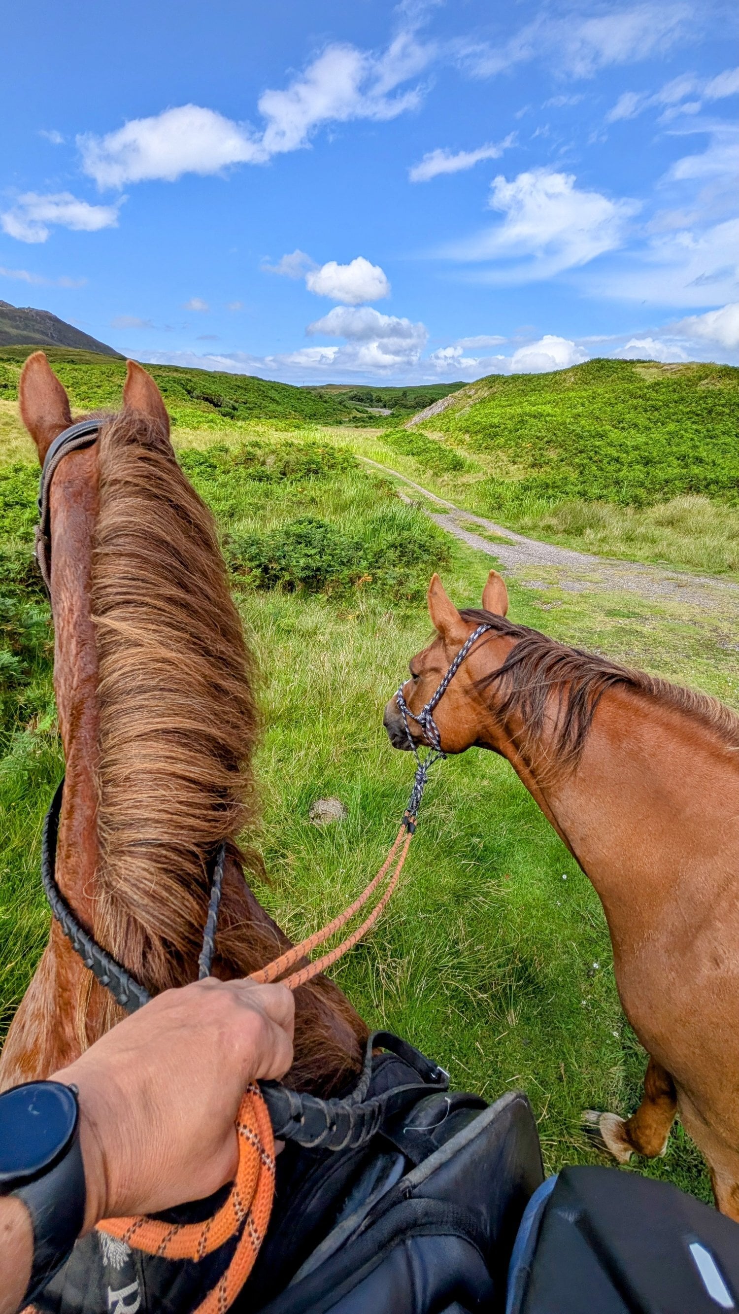 "Endrinus ( Dave )" Chestnut Gelding All Rounder - Horses in Kilchoan