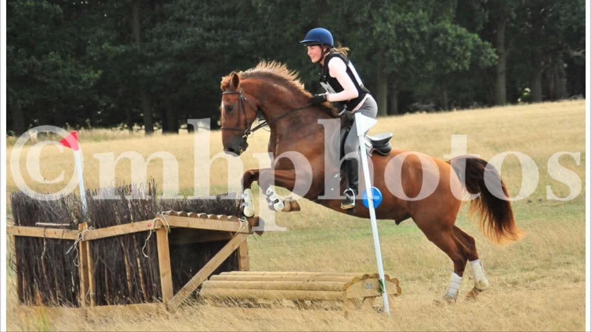 "Endrinus ( Dave )" Chestnut Gelding All Rounder - Horses