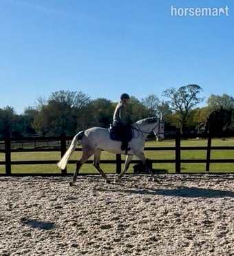 "Nancy"  Mare All Rounder