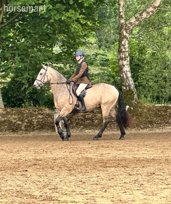 "Lackyle Apollos Spirit" Dun Gelding All Rounder