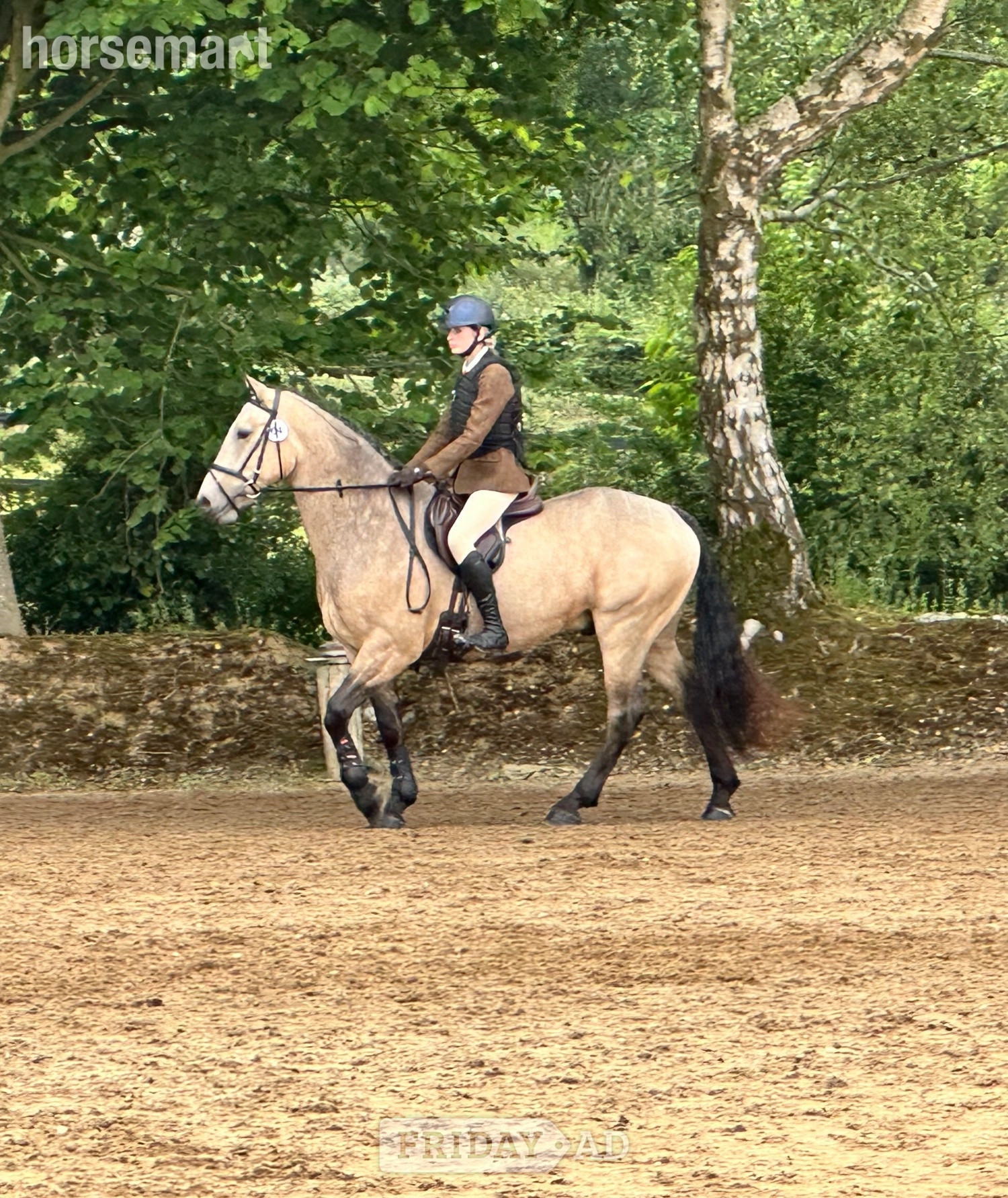 "Lackyle Apollos Spirit" Dun Gelding All Rounder in Ireland