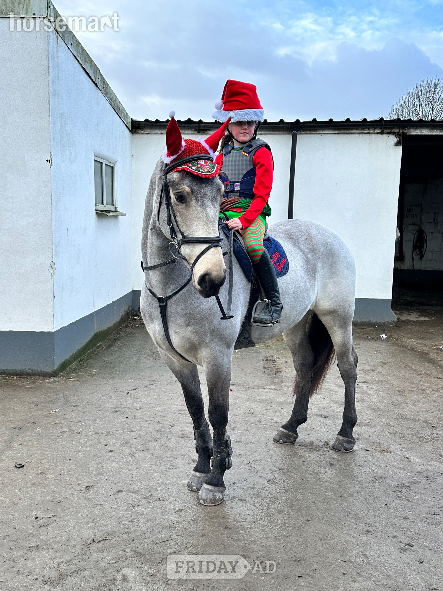 "Lackyle Apollos Spirit" Dun Gelding All Rounder