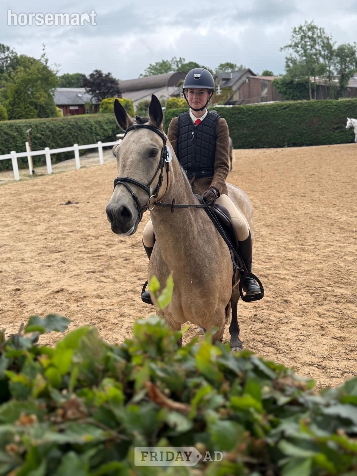 Ireland "Lackyle Apollos Spirit" Dun Gelding All Rounder