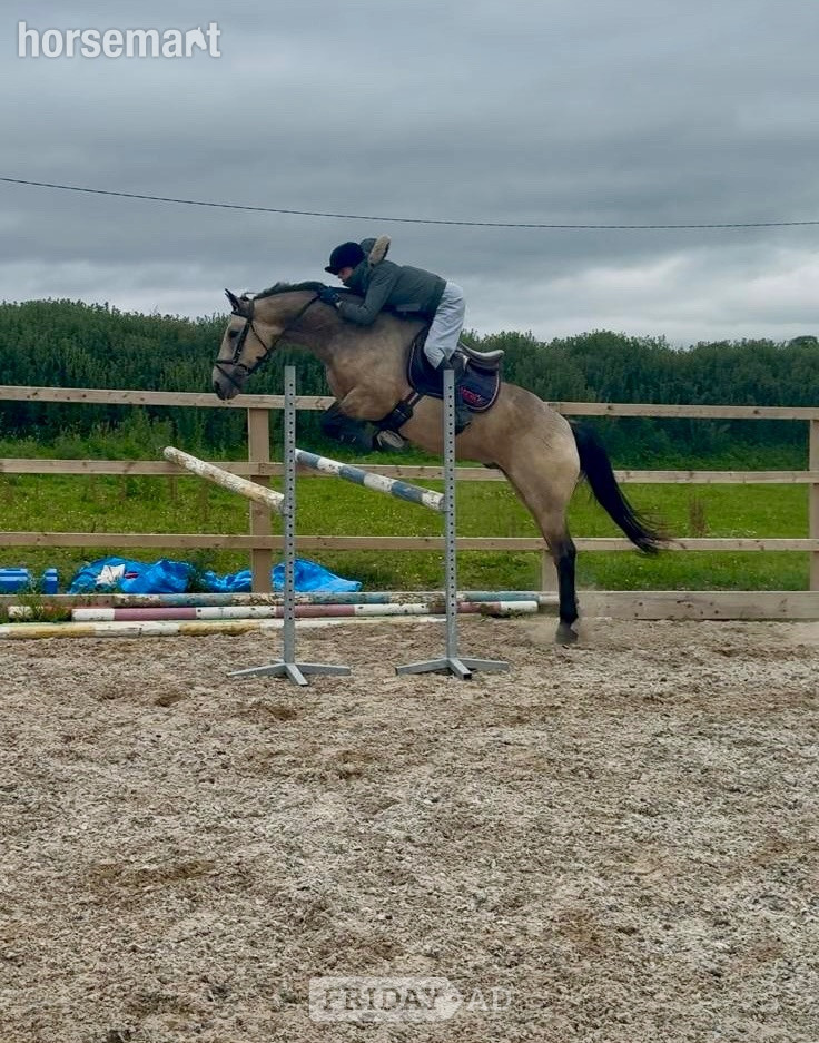 "Lackyle Apollos Spirit" Dun Gelding All Rounder - Horses in Ireland