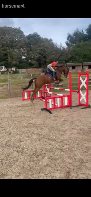 16.1h gelding for share