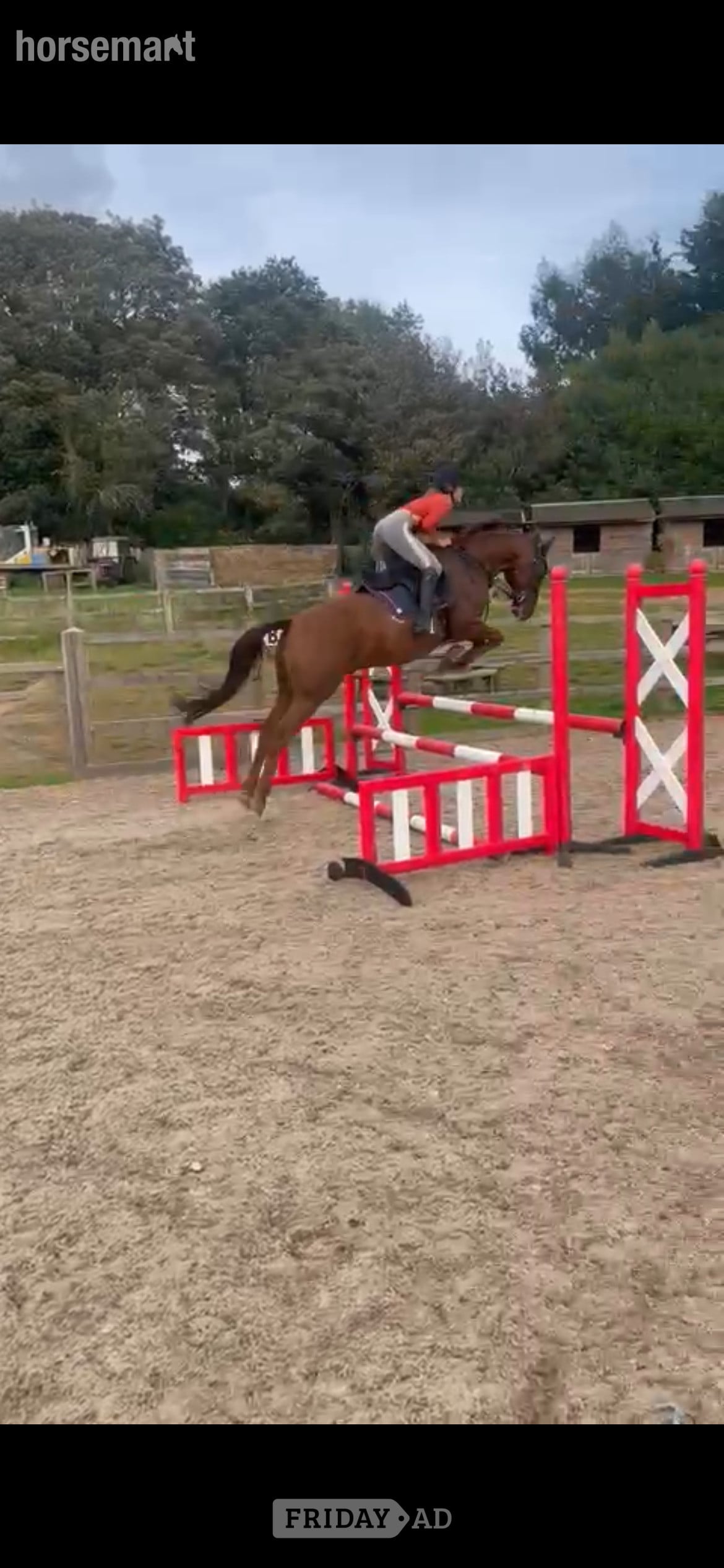 16.1h gelding for share in Bedford