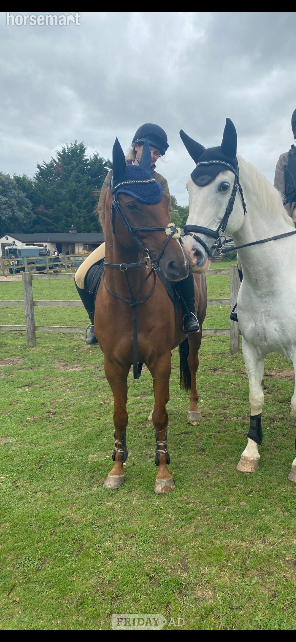 16.1h gelding for share