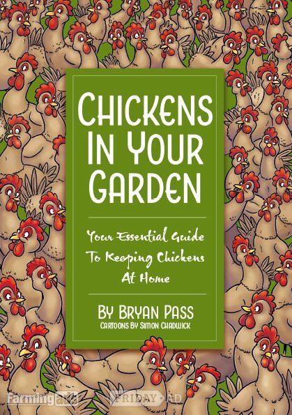 Ashurst Quality Hybrid Chickens at Point of lay