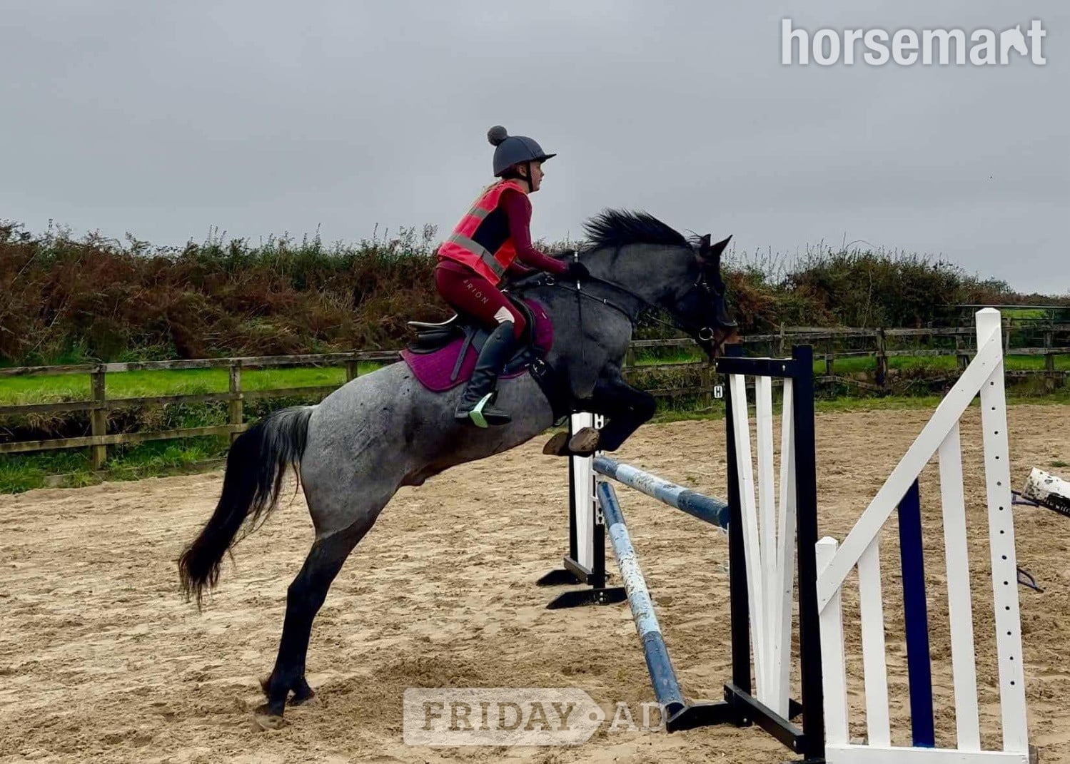 "Dylan " Blue Roan Gelding All Rounder in Redruth