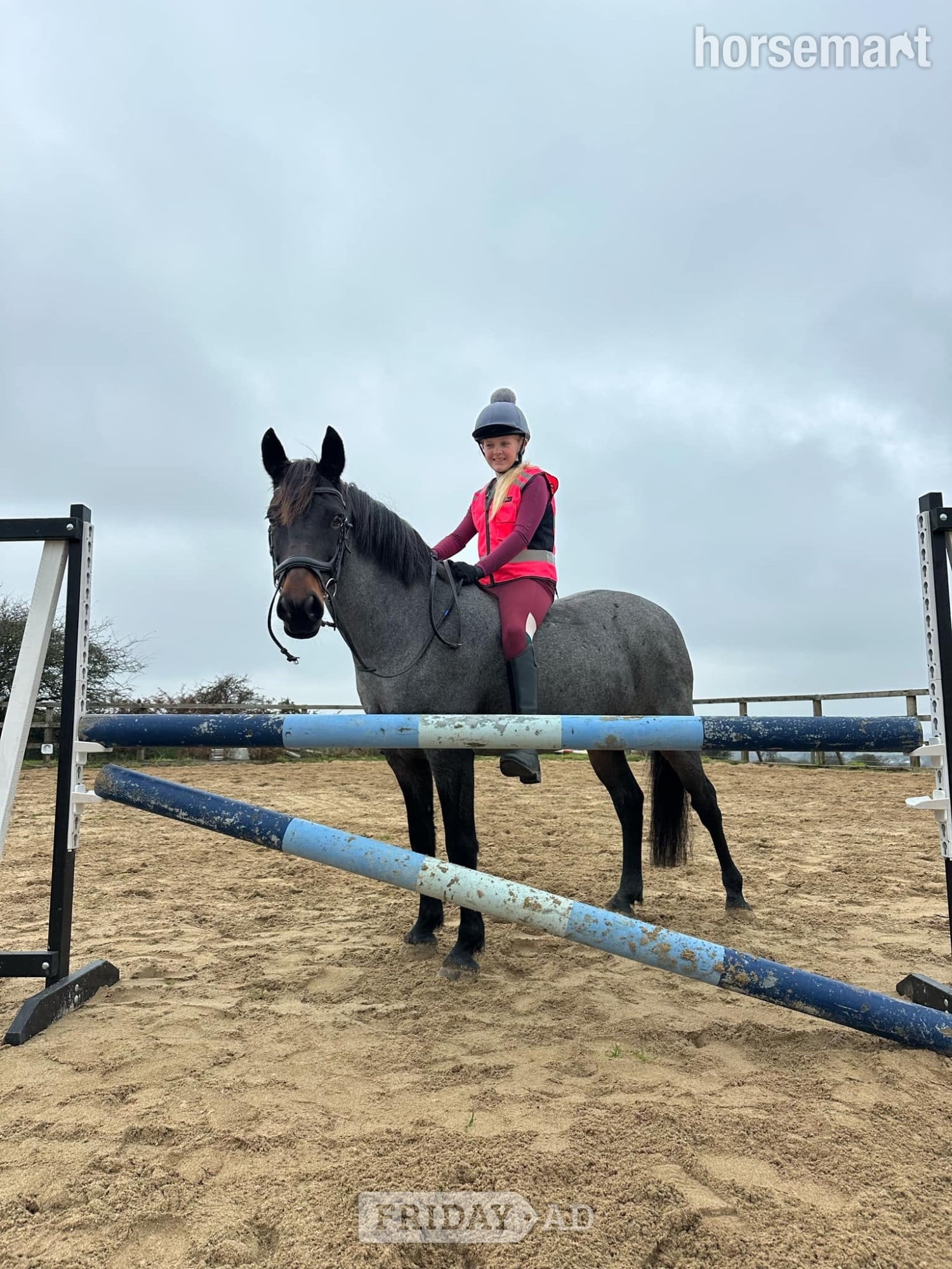 "Dylan " Blue Roan Gelding All Rounder
