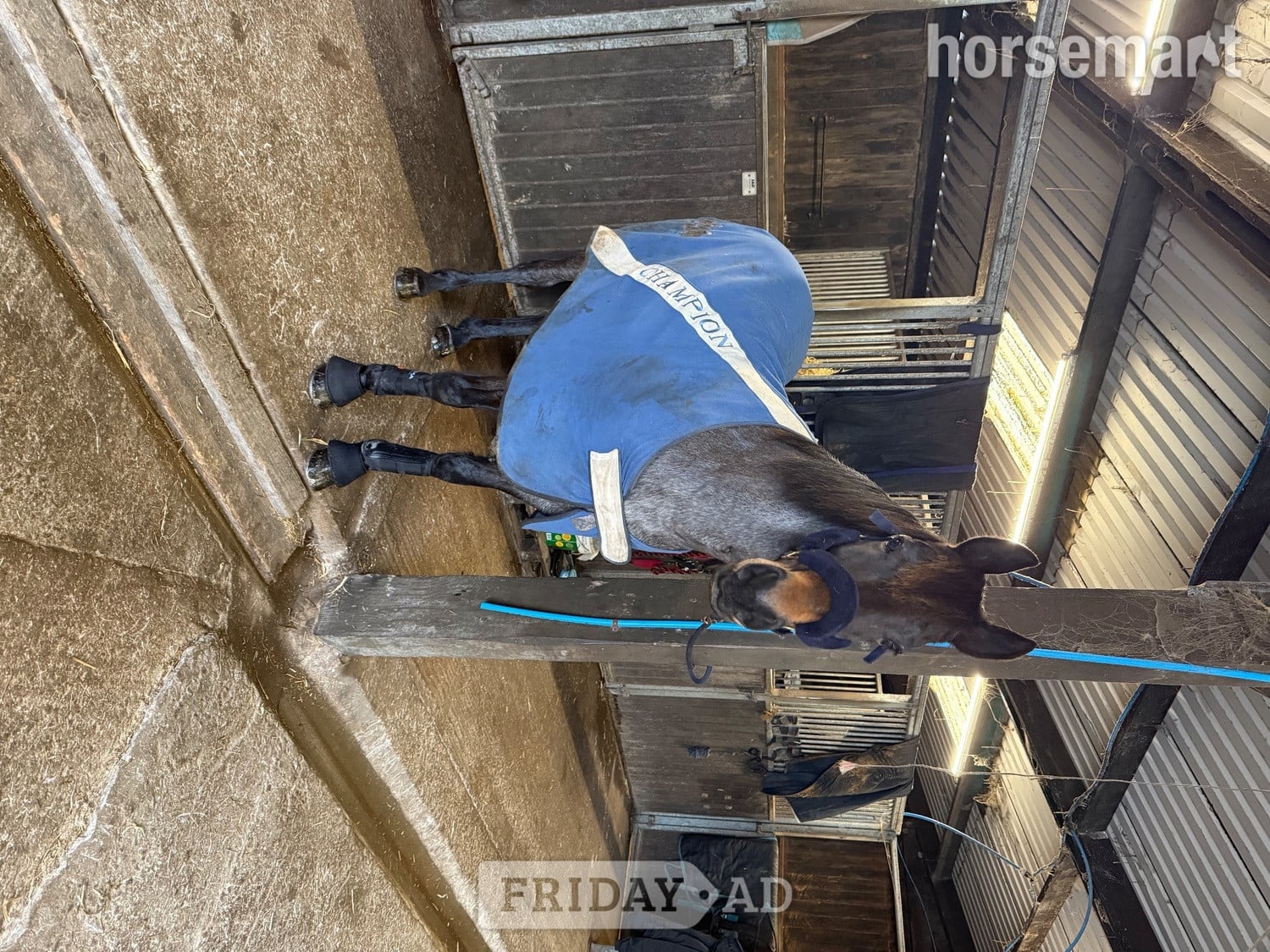 "Dylan " Blue Roan Gelding All Rounder - Horses in Redruth