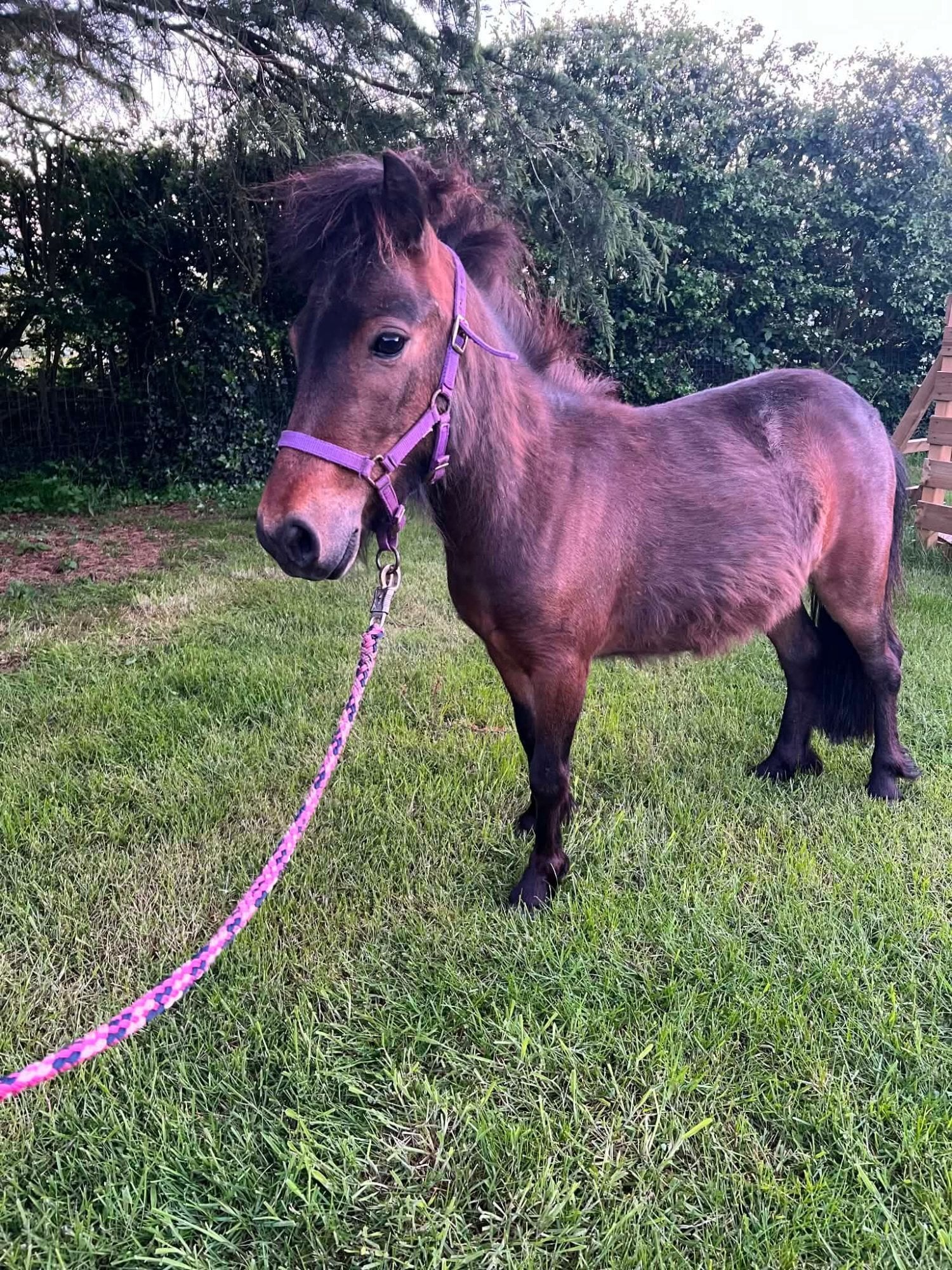Stafford "Cinderella " Bay Mare Driving Horse