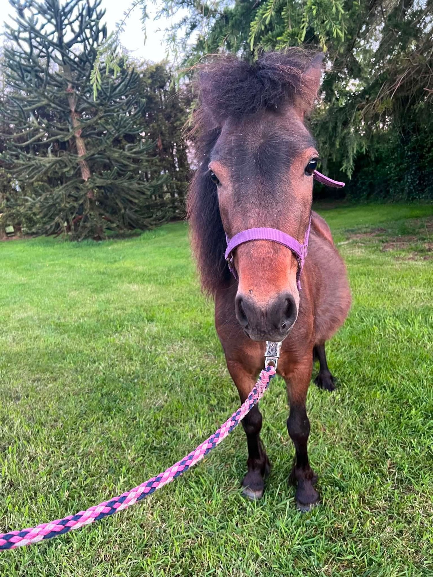 "Cinderella " Bay Mare Driving Horse - Horses in Stafford