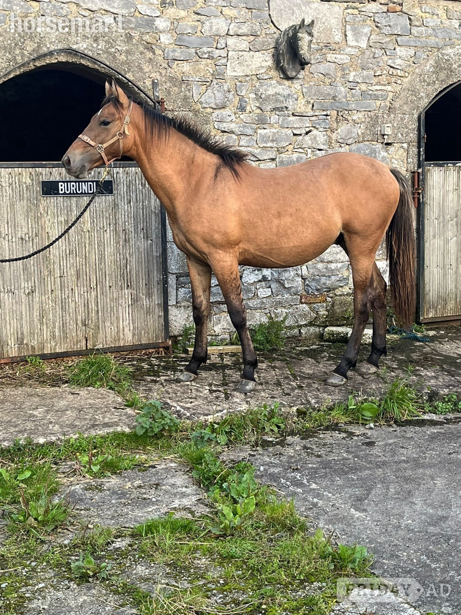 "Jewel" Dun Gelding Youngstock / Foal
