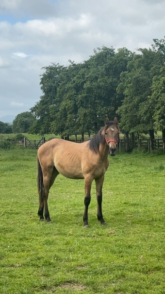 "Jewel" Dun Gelding Youngstock / Foal