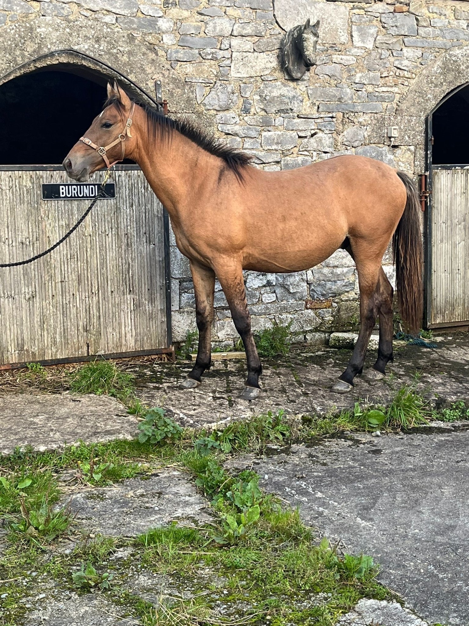 "Jewel" Dun Gelding Youngstock / Foal
