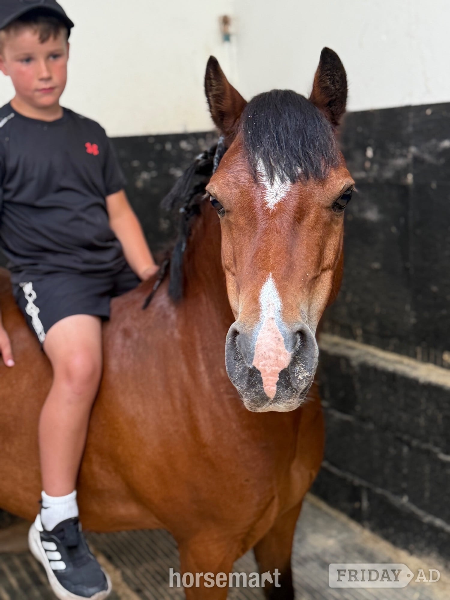 "Little Jim " Bay Gelding Lead Rein/First Ridden Pony
