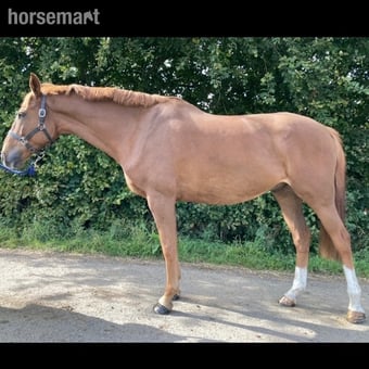 "GLS Prince Bishop" Chestnut Gelding Eventer
