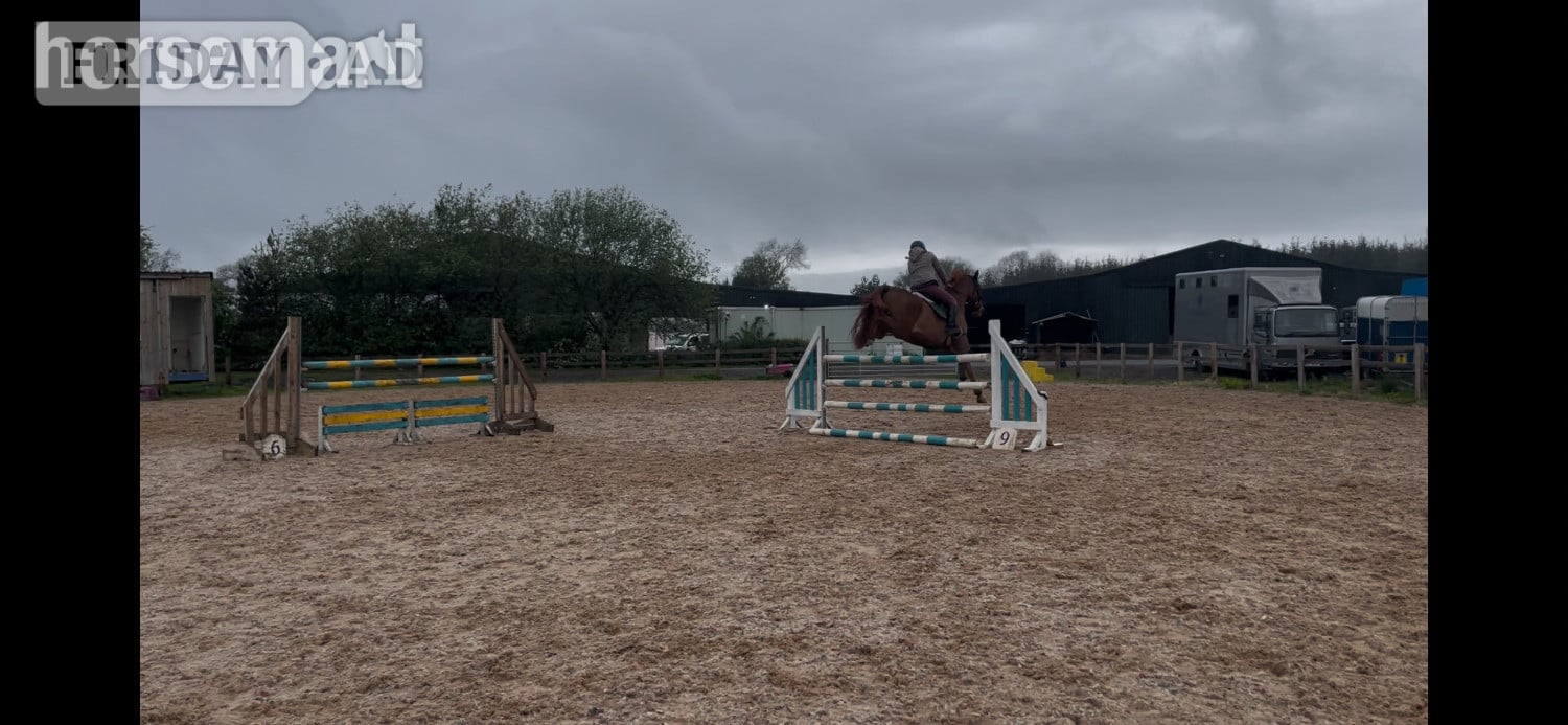 Great Stainton "GLS Prince Bishop" Chestnut Gelding Eventer