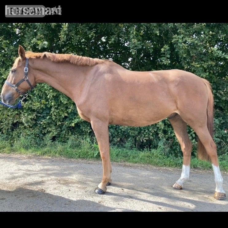 "GLS Prince Bishop" Chestnut Gelding Eventer in Great Stainton